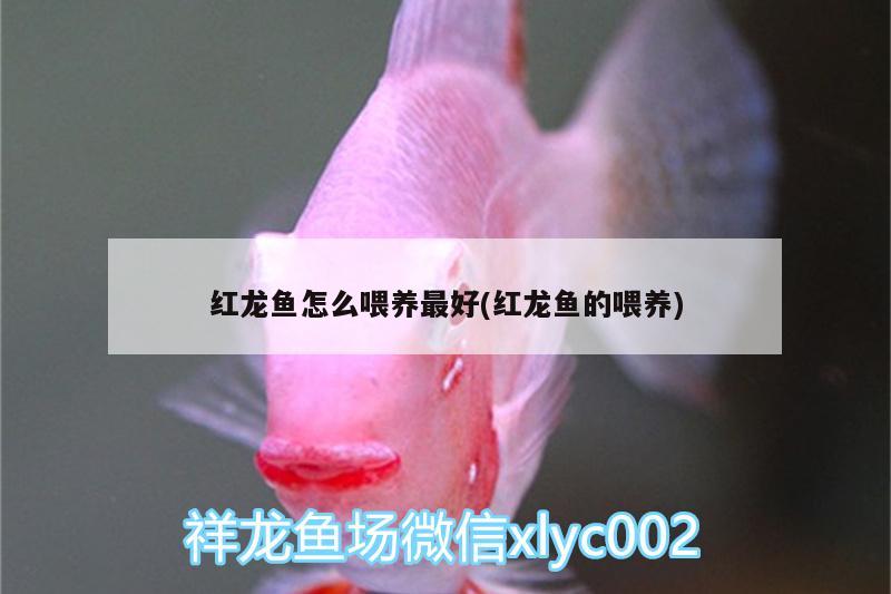 紅龍魚怎么喂養(yǎng)最好(紅龍魚的喂養(yǎng)) 黃金達(dá)摩魚