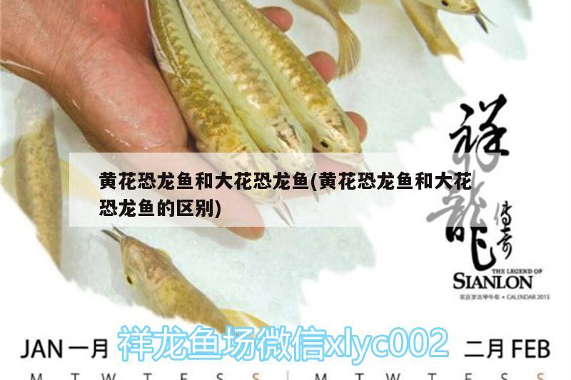 黃花恐龍魚和大花恐龍魚(黃花恐龍魚和大花恐龍魚的區(qū)別) 雪龍魚