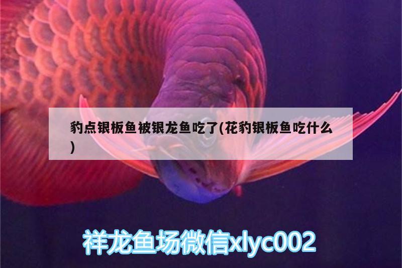 吉林金龍魚(吉林金龍魚工廠地址)