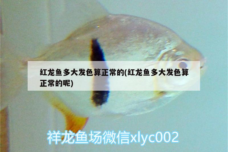 紅龍魚多大發(fā)色算正常的(紅龍魚多大發(fā)色算正常的呢) 生態(tài)瓶/創(chuàng)意缸/桌面微景缸