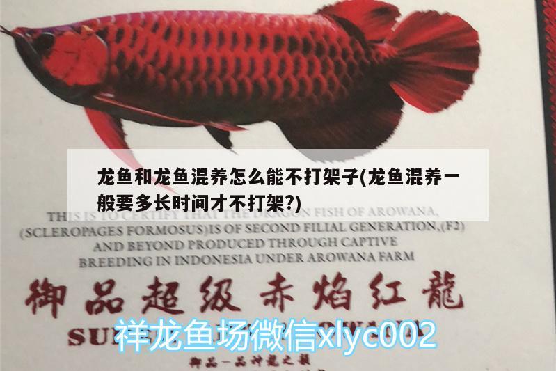 龍魚和龍魚混養(yǎng)怎么能不打架子(龍魚混養(yǎng)一般要多長時間才不打架?)