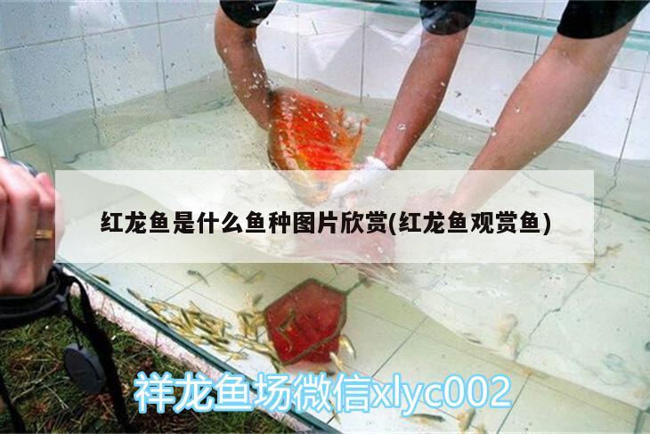 紅龍魚什么溫度最適合發(fā)色好(紅龍魚吃什么好發(fā)色更好)