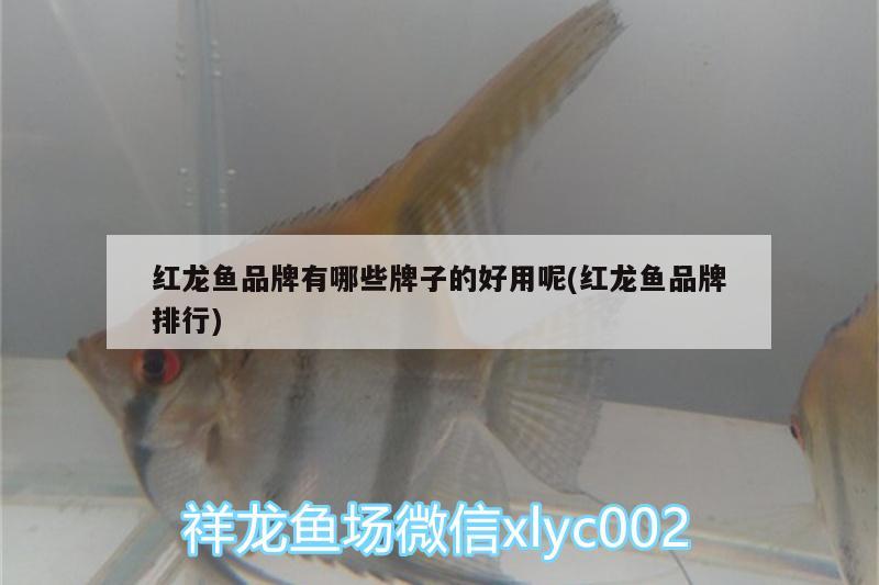 魚缸水草種子怎么種（魚缸水草種子怎么種的） 其他品牌魚缸