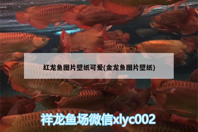 紅龍魚圖片壁紙可愛(金龍魚圖片壁紙)