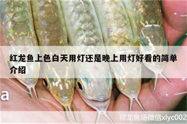 紅龍魚(yú)上色白天用燈還是晚上用燈好看的簡(jiǎn)單介紹 三間鼠魚(yú)苗