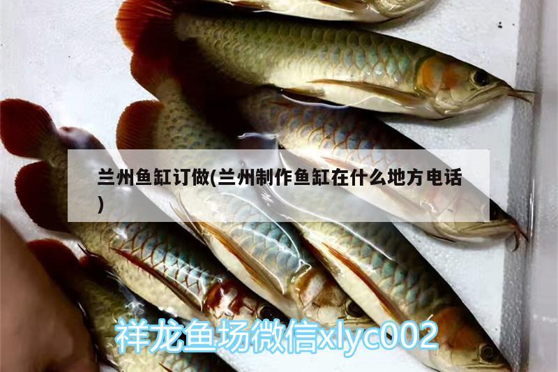 蘭州魚缸訂做(蘭州制作魚缸在什么地方電話) 稀有紅龍品種