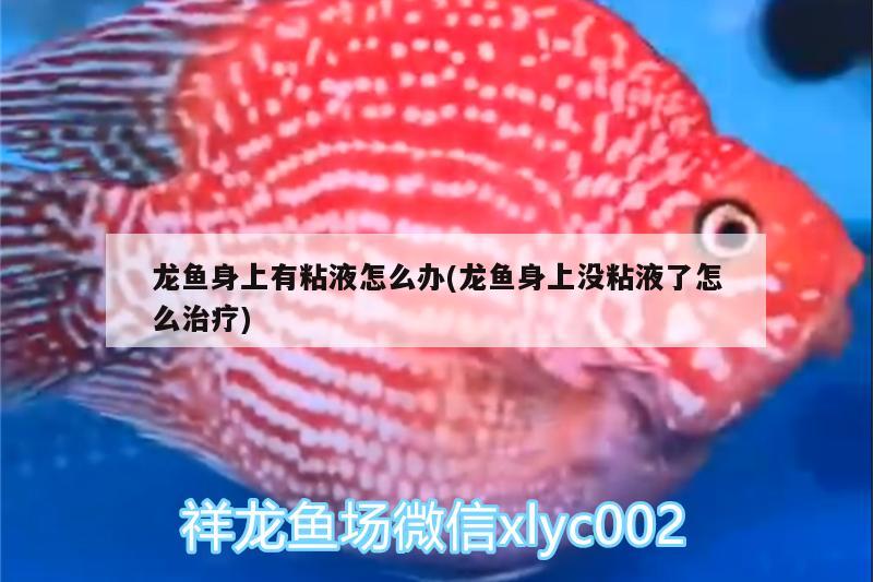 龍魚(yú)身上有粘液怎么辦(龍魚(yú)身上沒(méi)粘液了怎么治療)