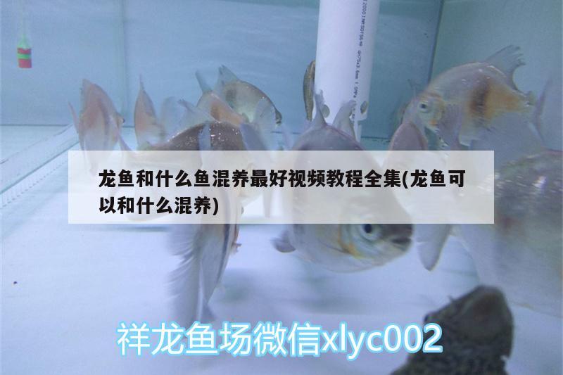 德陽觀賞魚市場佳木斯魚友