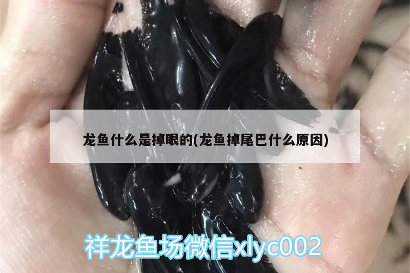 龍魚什么是掉眼的(龍魚掉尾巴什么原因)