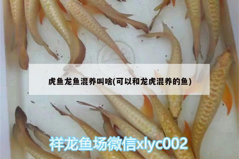 怒江傈僳族自治州水族館今天才發(fā)現(xiàn)虎魚會(huì)變色真是笨翻帖子才發(fā)現(xiàn)虎魚有什么明不明？各位老師能幫我看看這虎魚還行嗎 虎魚百科 第2張