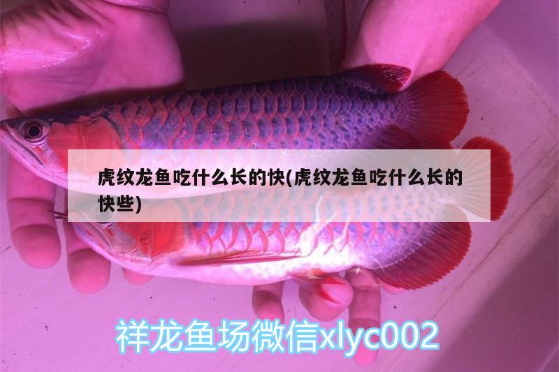 虎紋龍魚吃什么長的快(虎紋龍魚吃什么長的快些) 白化火箭魚