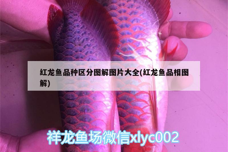 煙臺魚缸定制廠家電話號碼（煙臺魚具廠） 祥龍魚場 第2張