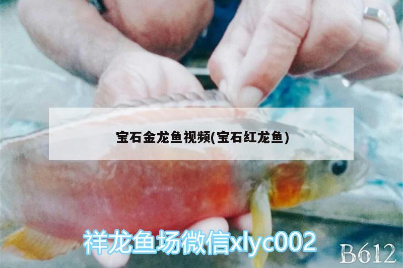 寶石金龍魚視頻(寶石紅龍魚)