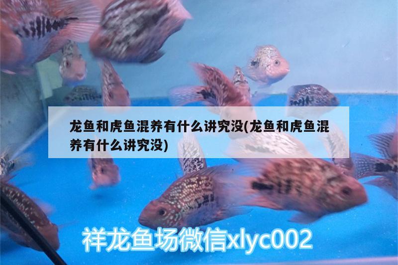 龍魚和虎魚混養(yǎng)有什么講究沒(龍魚和虎魚混養(yǎng)有什么講究沒)