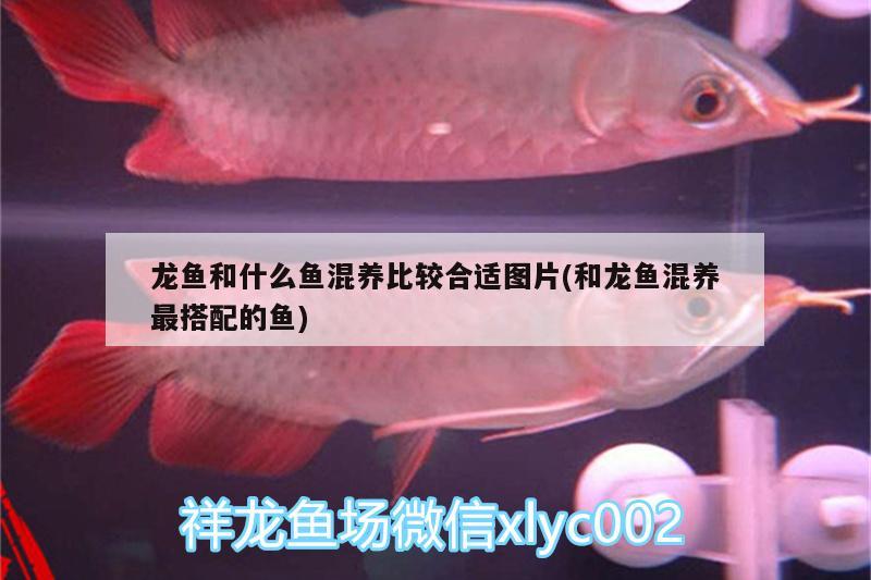 龍魚和什么魚混養(yǎng)比較合適圖片(和龍魚混養(yǎng)最搭配的魚)