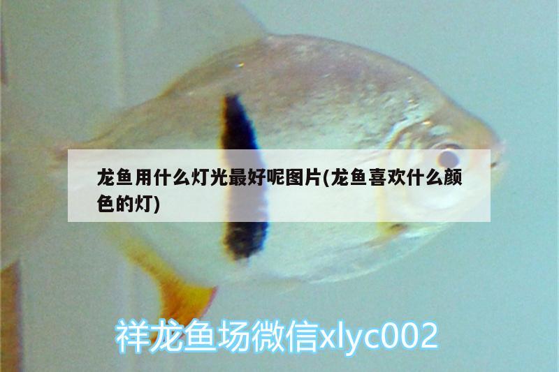 煙臺魚缸定制廠家電話號碼（煙臺魚具廠） 祥龍魚場 第1張