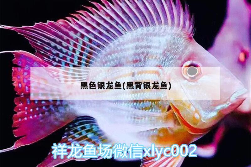 黑色銀龍魚(黑背銀龍魚)