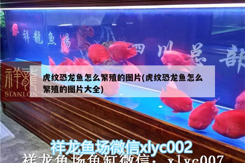 虎紋恐龍魚(yú)怎么繁殖的圖片(虎紋恐龍魚(yú)怎么繁殖的圖片大全) 魚(yú)缸清潔用具