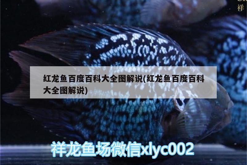 紅龍魚百度百科大全圖解說(紅龍魚百度百科大全圖解說)