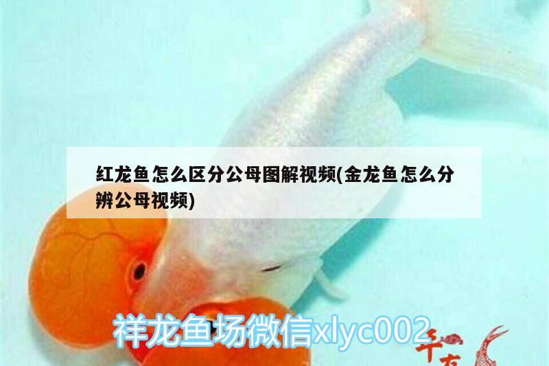 紅龍魚怎么區(qū)分公母圖解視頻(金龍魚怎么分辨公母視頻)