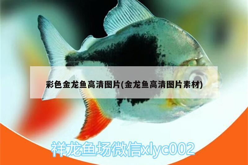 彩色金龍魚(yú)高清圖片(金龍魚(yú)高清圖片素材)