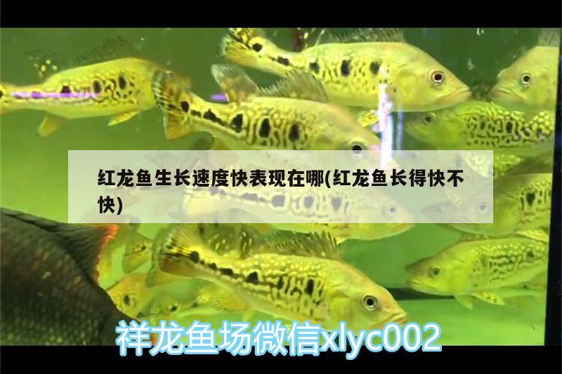 紅龍魚生長速度快表現(xiàn)在哪(紅龍魚長得快不快) 虎斑恐龍魚