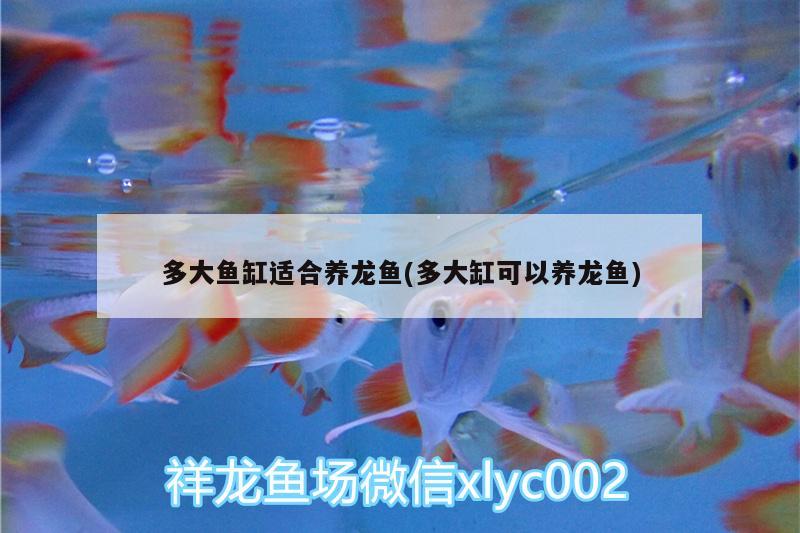 多大魚缸適合養(yǎng)龍魚(多大缸可以養(yǎng)龍魚)