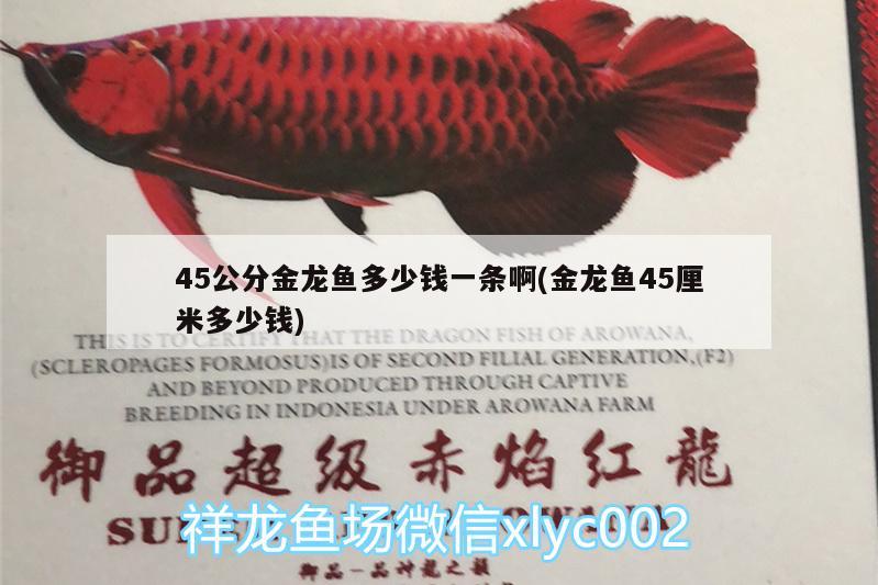 45公分金龍魚多少錢一條啊(金龍魚45厘米多少錢)