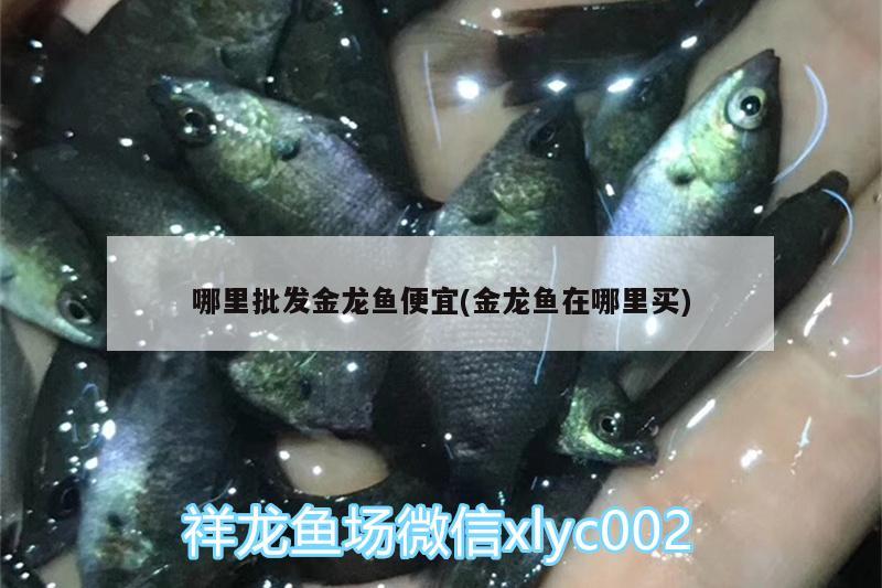 哪里批發(fā)金龍魚便宜(金龍魚在哪里買) 喂食器