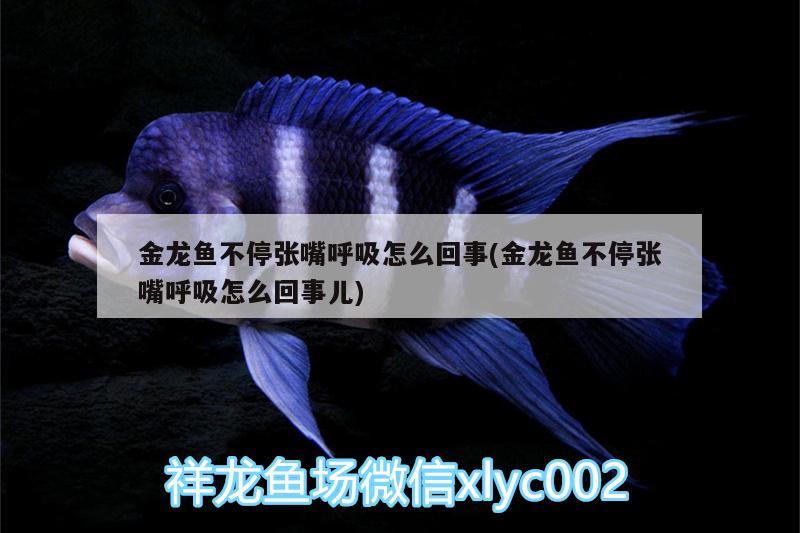 金龍魚不停張嘴呼吸怎么回事(金龍魚不停張嘴呼吸怎么回事兒) 白化巴西龜（白巴）