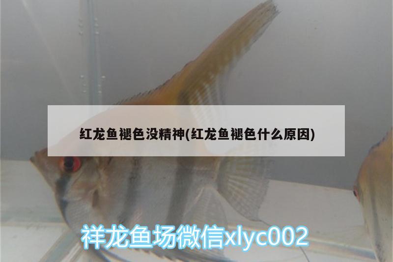 紅龍魚(yú)褪色沒(méi)精神(紅龍魚(yú)褪色什么原因) 豹紋夫魚(yú)苗