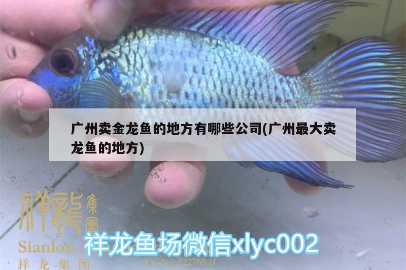 廣州賣金龍魚的地方有哪些公司(廣州最大賣龍魚的地方) 黃金夢幻雷龍魚