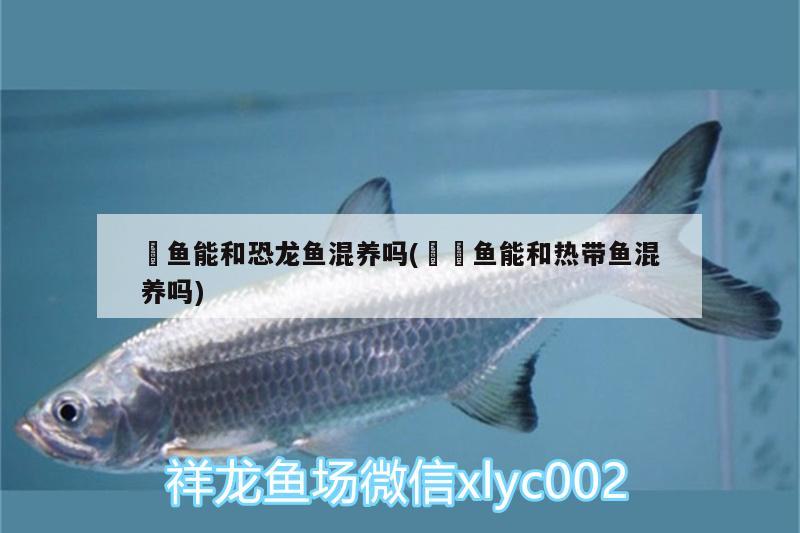 魟魚能和恐龍魚混養(yǎng)嗎(鳑鲏?mèng)~能和熱帶魚混養(yǎng)嗎)