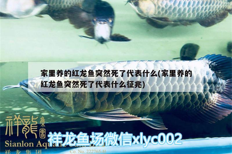 金點魟是湖水魚嗎：金點魚圖片 觀賞魚 第3張