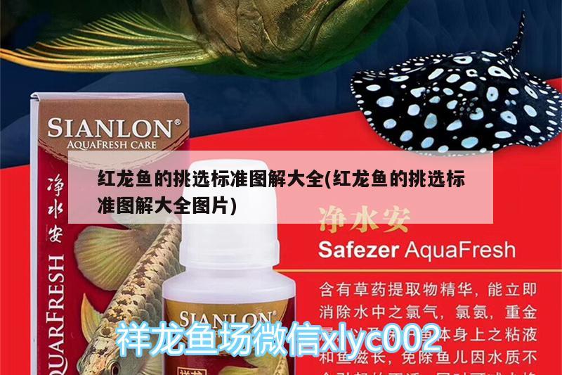 種魚太擁擠生了小魚找起來都費(fèi)勁兒 祥龍魚場品牌產(chǎn)品 第3張