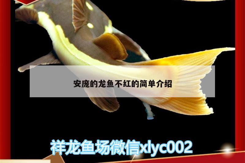 花老虎魚養(yǎng)殖技術，花老虎魚的功效與作用 虎魚百科 第2張