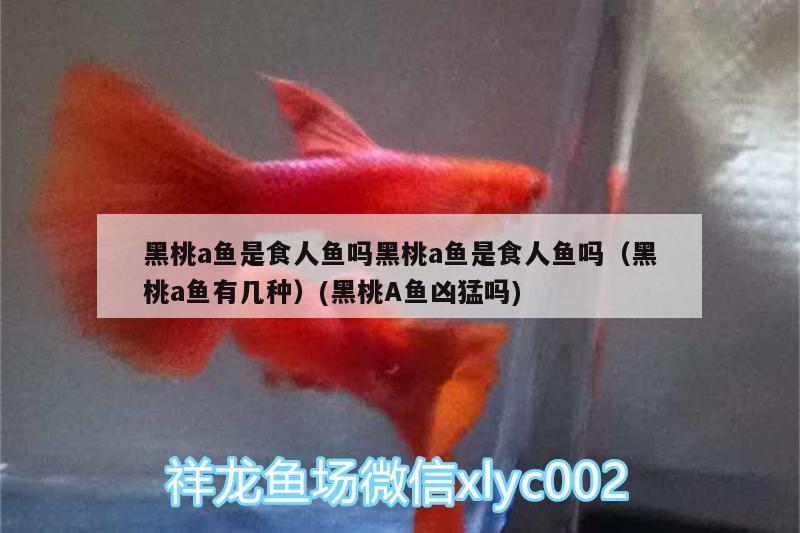 長春南關區(qū)一介草民水族造景店 全國水族館企業(yè)名錄 第3張