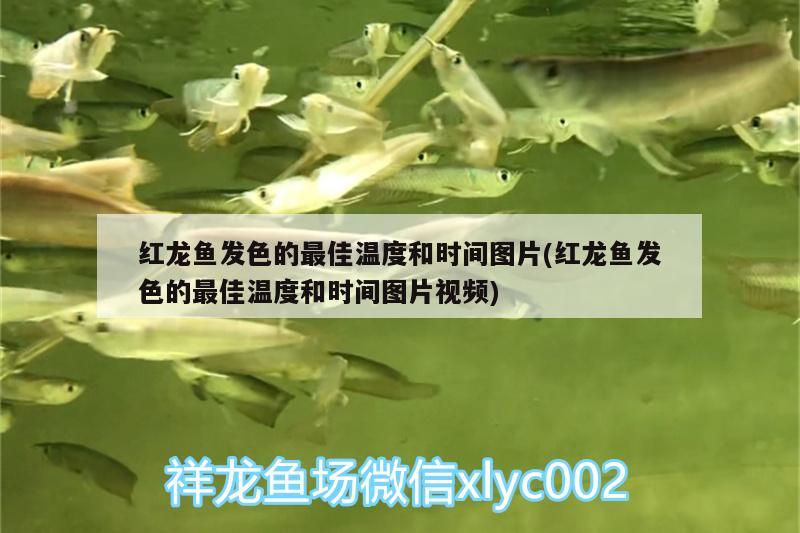 魚缸水草背景圖片欣賞（魚缸水草圖片大全 圖片欣賞）