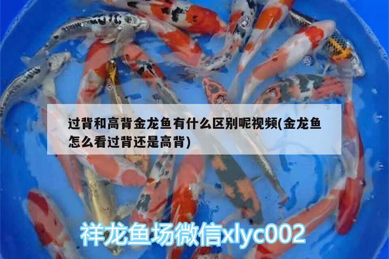 過背和高背金龍魚有什么區(qū)別呢視頻(金龍魚怎么看過背還是高背)