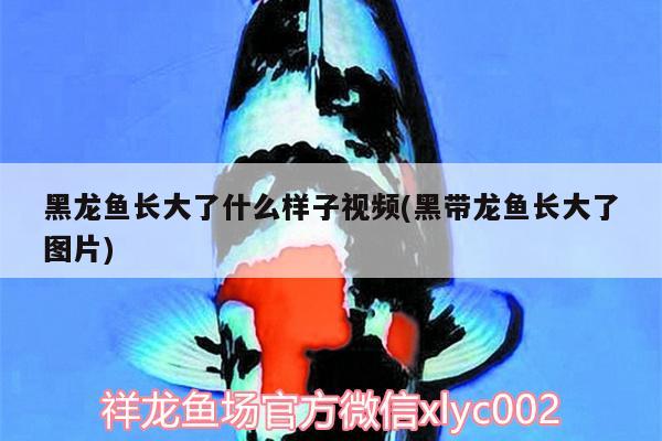 黑龍魚長大了什么樣子視頻(黑帶龍魚長大了圖片) 黑桃A魚苗