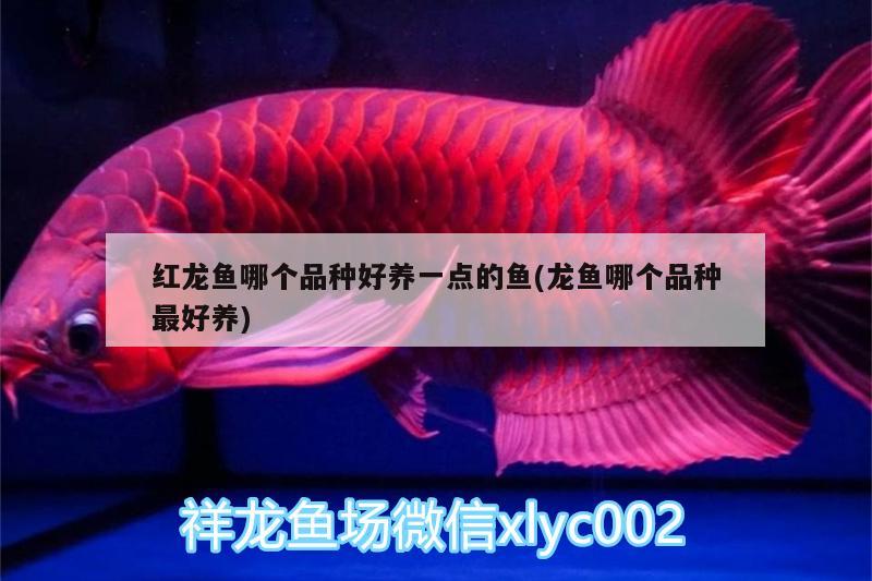 紅龍魚哪個(gè)品種好養(yǎng)一點(diǎn)的魚(龍魚哪個(gè)品種最好養(yǎng))