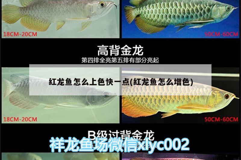 紅龍魚怎么上色快一點(紅龍魚怎么增色) 海象魚