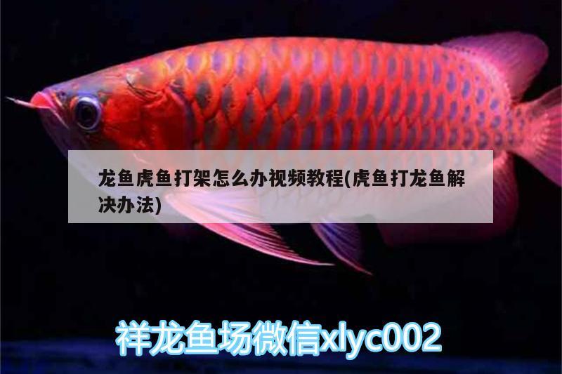 龍魚虎魚打架怎么辦視頻教程(虎魚打龍魚解決辦法)