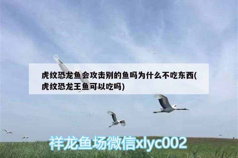 虎紋恐龍魚(yú)會(huì)攻擊別的魚(yú)嗎為什么不吃東西(虎紋恐龍王魚(yú)可以吃嗎)