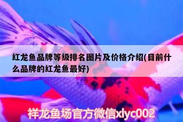 紅龍魚(yú)品牌等級(jí)排名圖片及價(jià)格介紹(目前什么品牌的紅龍魚(yú)最好) 照明器材