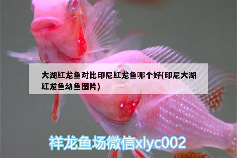 大湖紅龍魚對比印尼紅龍魚哪個好(印尼大湖紅龍魚幼魚圖片) 大湖紅龍魚