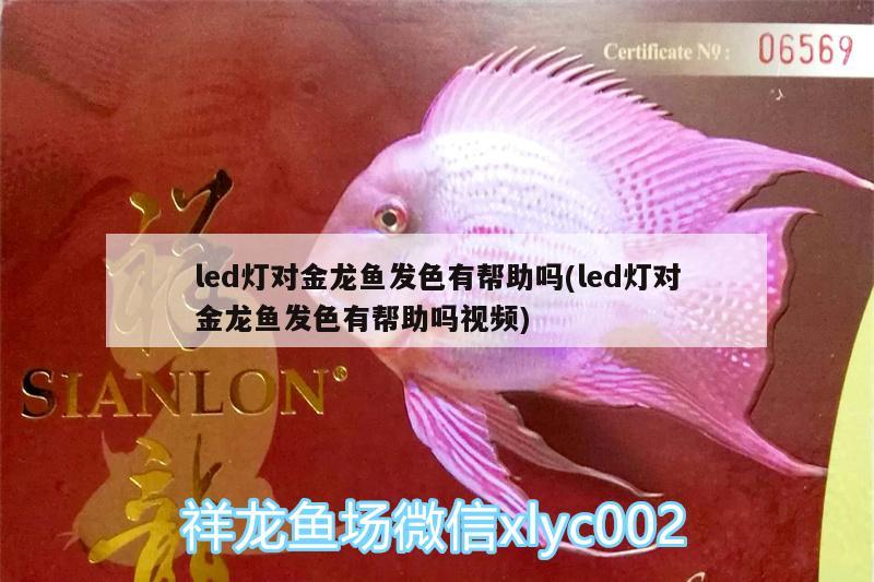 led燈對金龍魚發(fā)色有幫助嗎(led燈對金龍魚發(fā)色有幫助嗎視頻) 黃金達(dá)摩魚