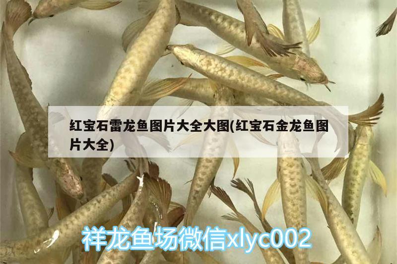 海龍魚能長到多大圖片(金龍魚最大能長多大圖片)