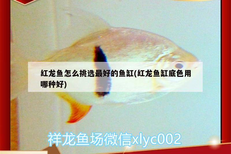 藍天孔雀魚：天空藍孔雀魚子代 觀賞魚 第2張