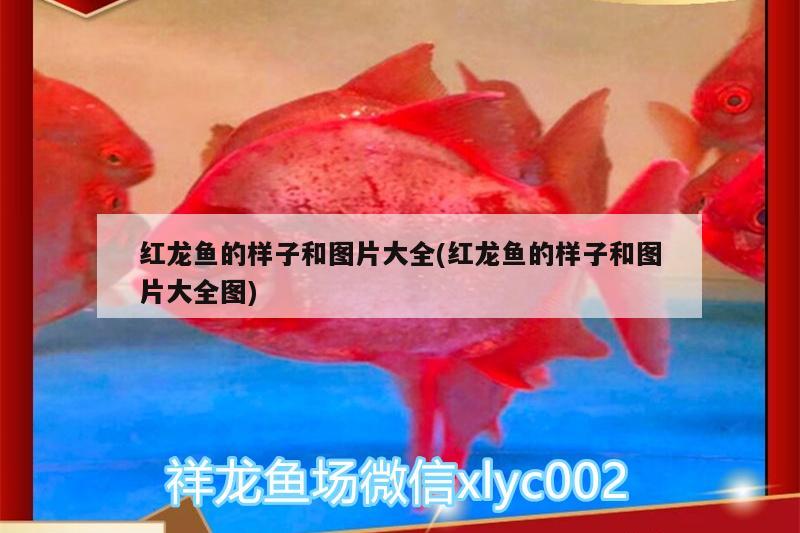 紅龍魚的樣子和圖片大全(紅龍魚的樣子和圖片大全圖)